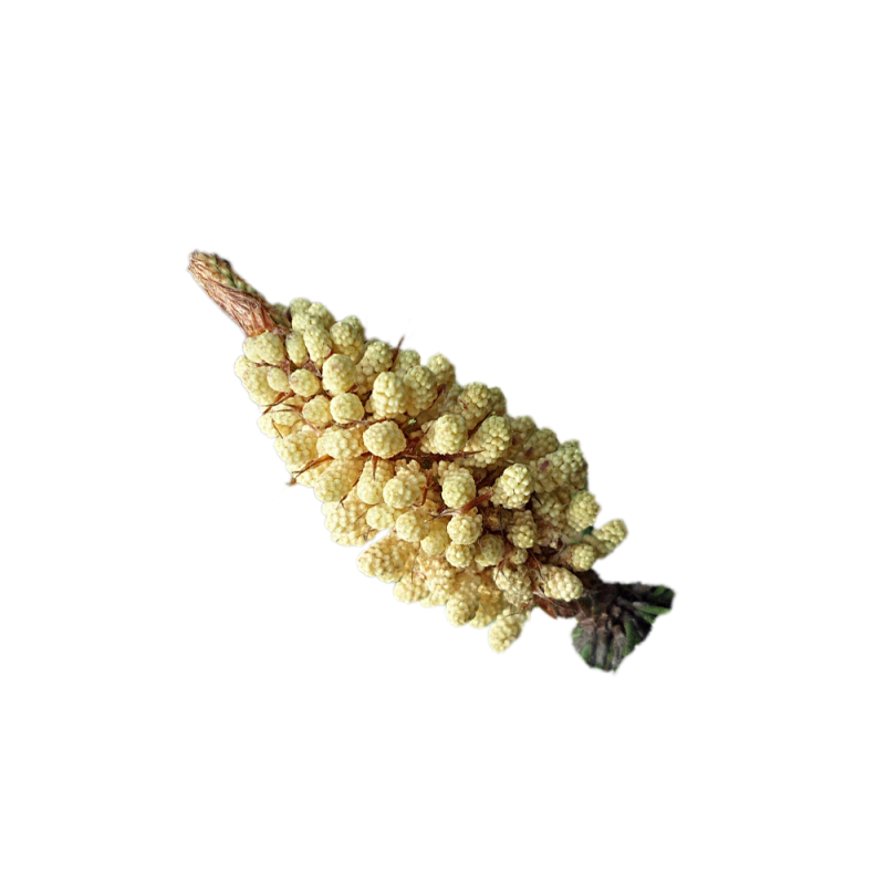 Poudre de pollen de pin à paroi cellulaire brisée