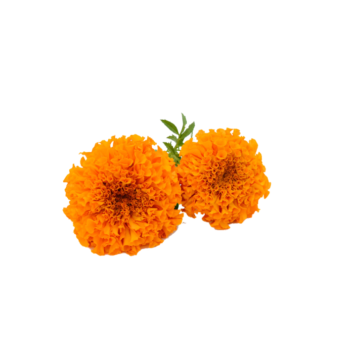 Lutein Powder – Image 2