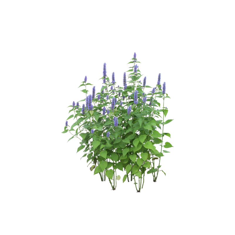Macrophotographie de feuilles de Medicago sativa dans un champ biologique