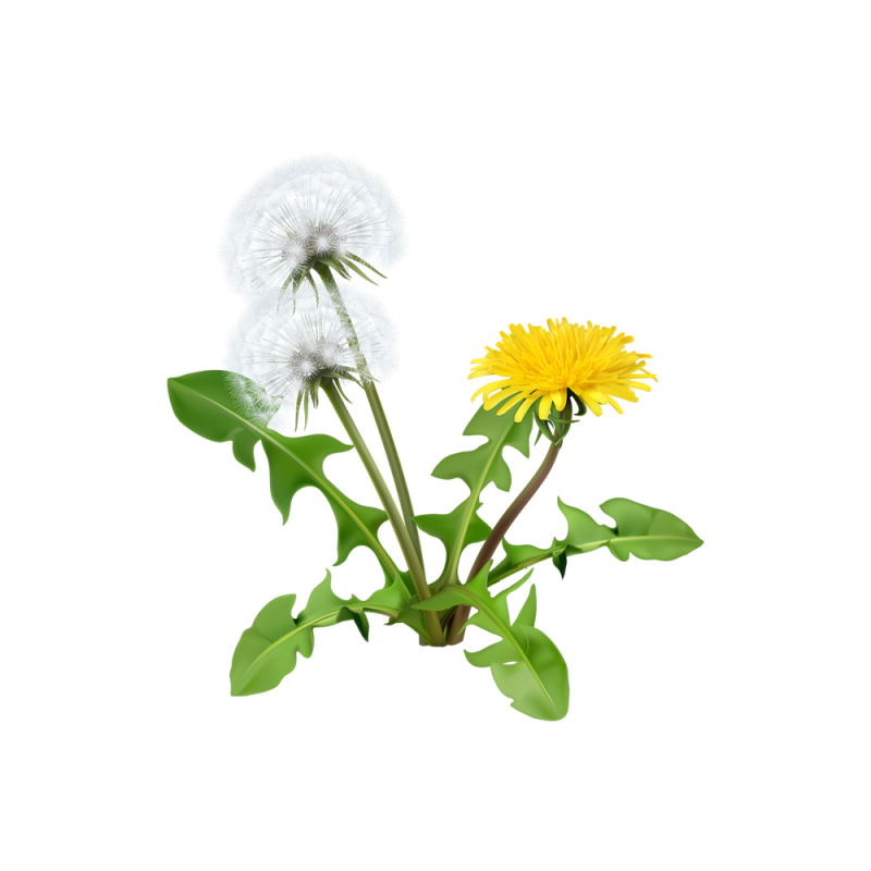 Macrophotographie des racines et des feuilles de Taraxacum officinale