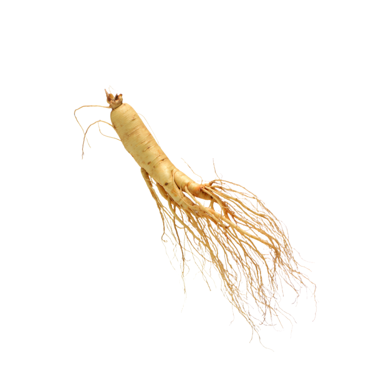 Macrophotographie de racines de Panax ginseng