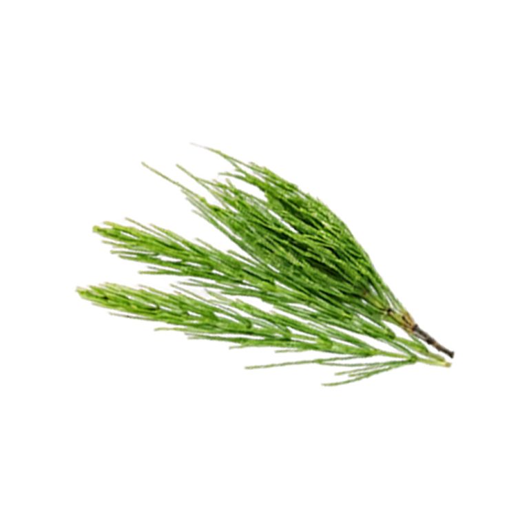 Macrophotographie d'une tige aérienne fraîche d'Equisetum arvense