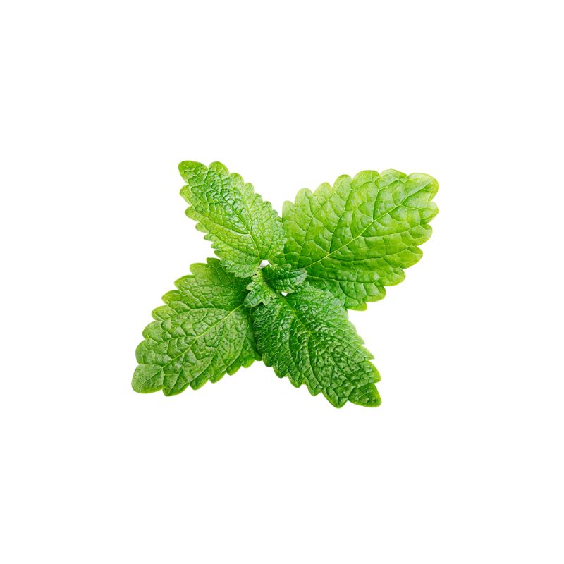Macrophotographie d'une feuille fraîche de mélisse officinale (Melissa officinalis)