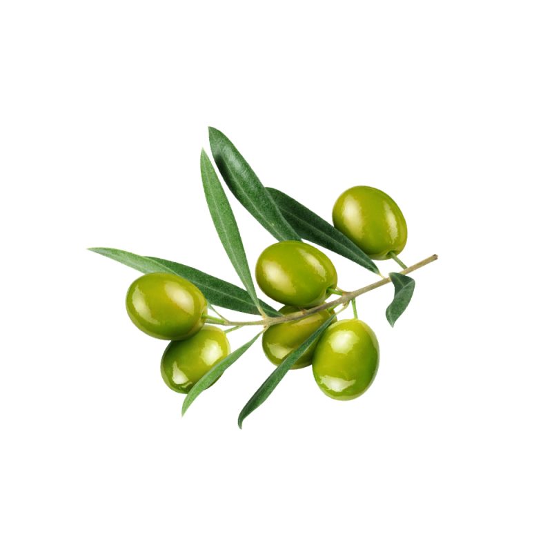 Macrophotographie d'une feuille d'olivier fraîche (Olea europaea)