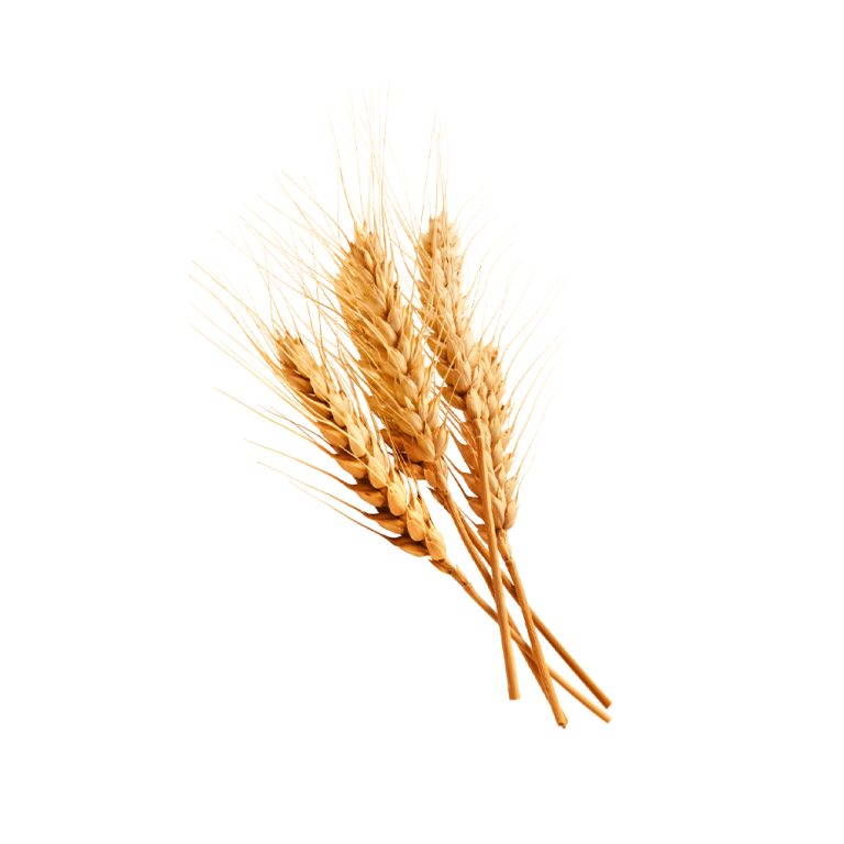 Macrophotographie d'un grain de blé (Triticum aestivum)