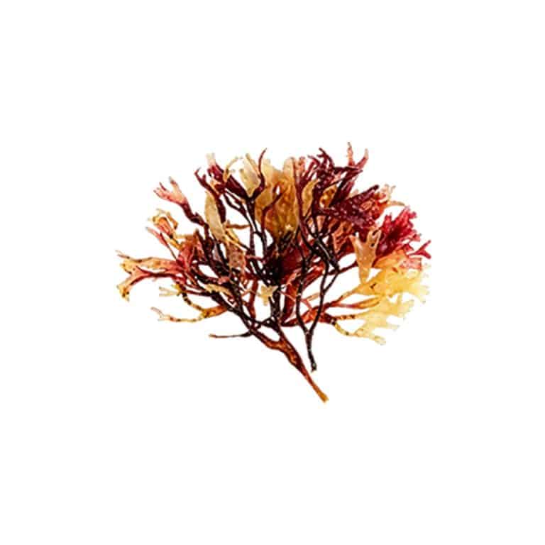 Chondrus crispus fresh red algae thallus macro photography